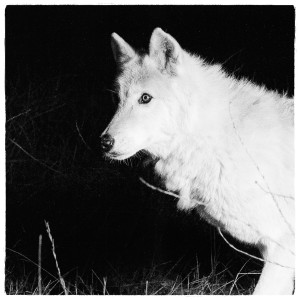 收聽Zacari的Lonewolf Still歌詞歌曲