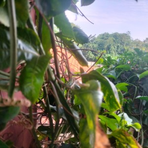 ดาวน์โหลดและฟังเพลง Mana tau พร้อมเนื้อเพลงจาก Raska