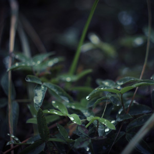 收听Nature Sounds Nature Music的Rainy Day Sounds歌词歌曲
