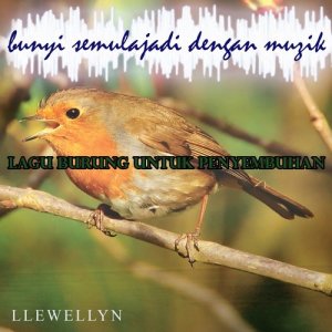 อัลบัม Lagu burung untuk penyembuhan: bunyi semulajadi dengan muzik ศิลปิน Llewellyn