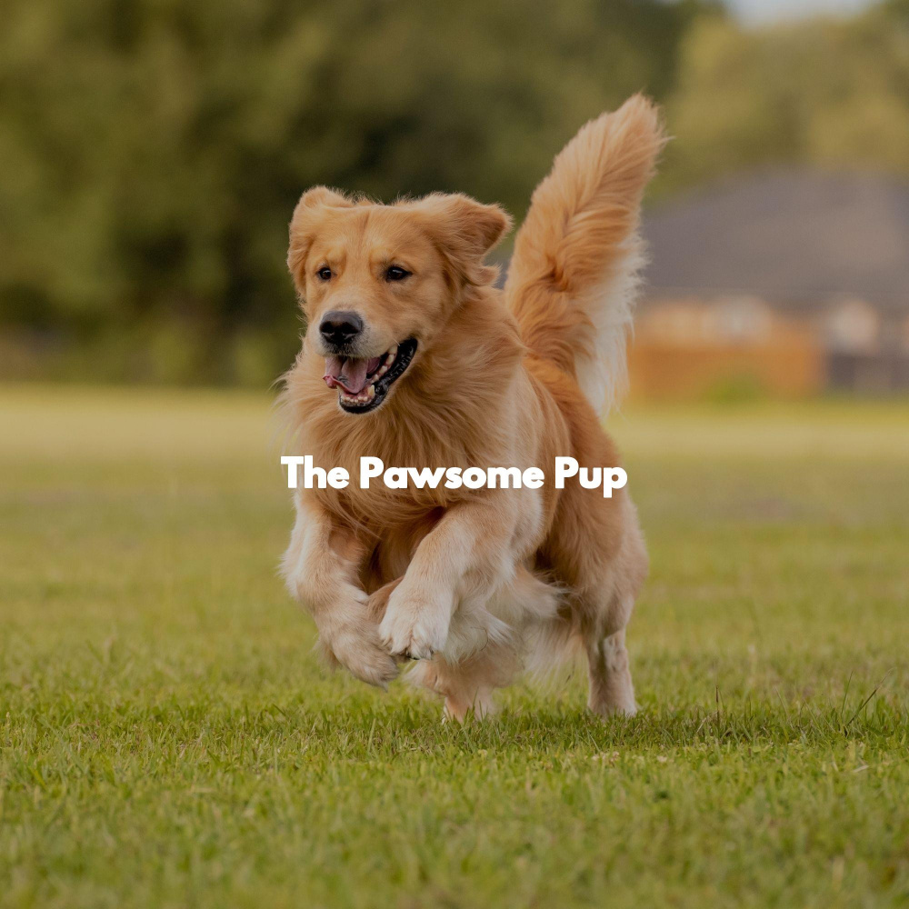 Spirited Ambiance for Loyal Pups
