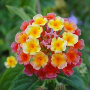 Rita Graham的專輯Gift Of Love