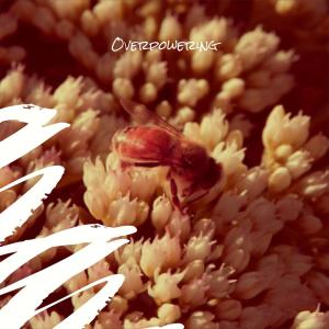 ดาวน์โหลดและฟังเพลง Okay Whereof พร้อมเนื้อเพลงจาก Berd Cman