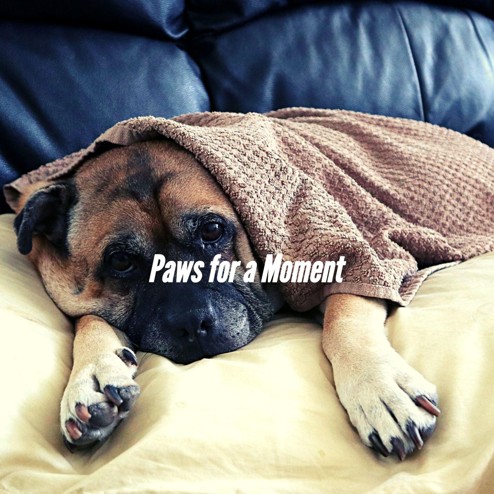 Calm Ambiance for Resting Pup