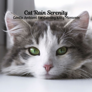 Catching Sleep的专辑Cat Rain Serenity: Gentle Ambient for Calming Kitty Moments