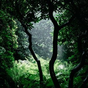 Listen to Respiration song with lyrics from Rain Sounds