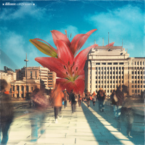 Album Lilium from Wildflowers