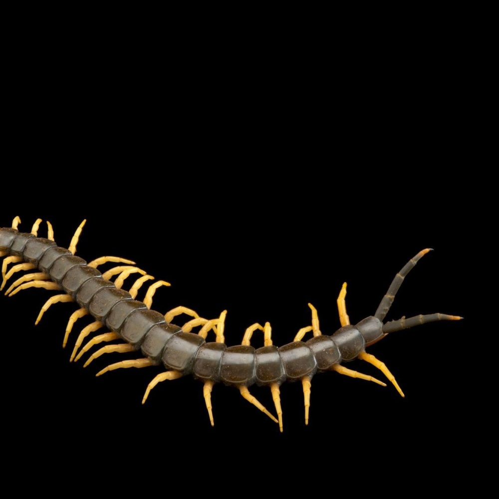 Centipede (Explicit)