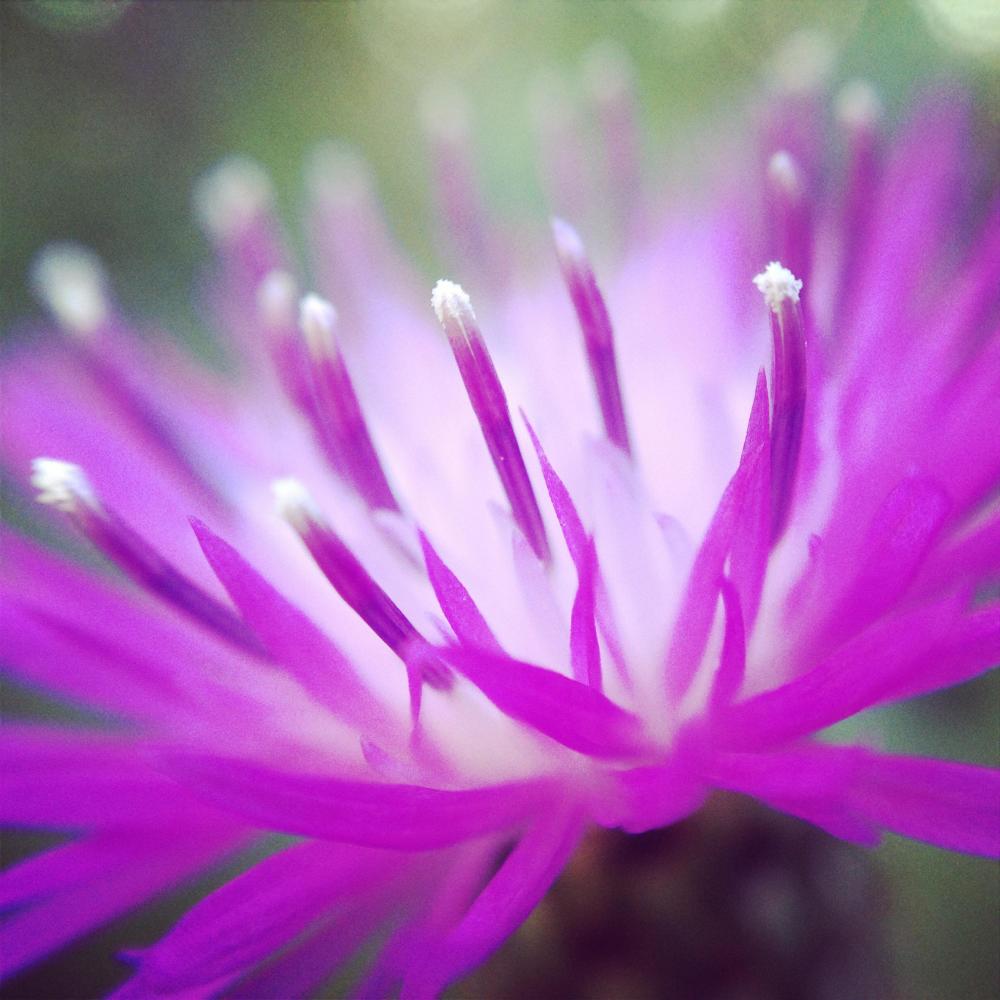Bloom