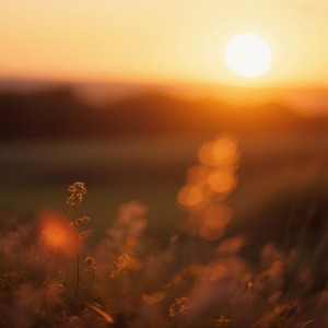 Destress Relaxing Music School的專輯Calm Vibes for Evening Serenity