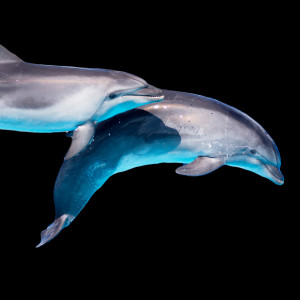 Listen to Diving Cylinder song with lyrics from The Golden Islands