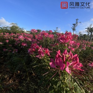 收聽一隻千紙鶴的鋼琴曲第五樂章歌詞歌曲