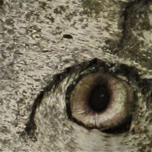 Listen to DANCING ON AIR AT THE GERRYMANDER BALL song with lyrics from The Innocent Bystanders