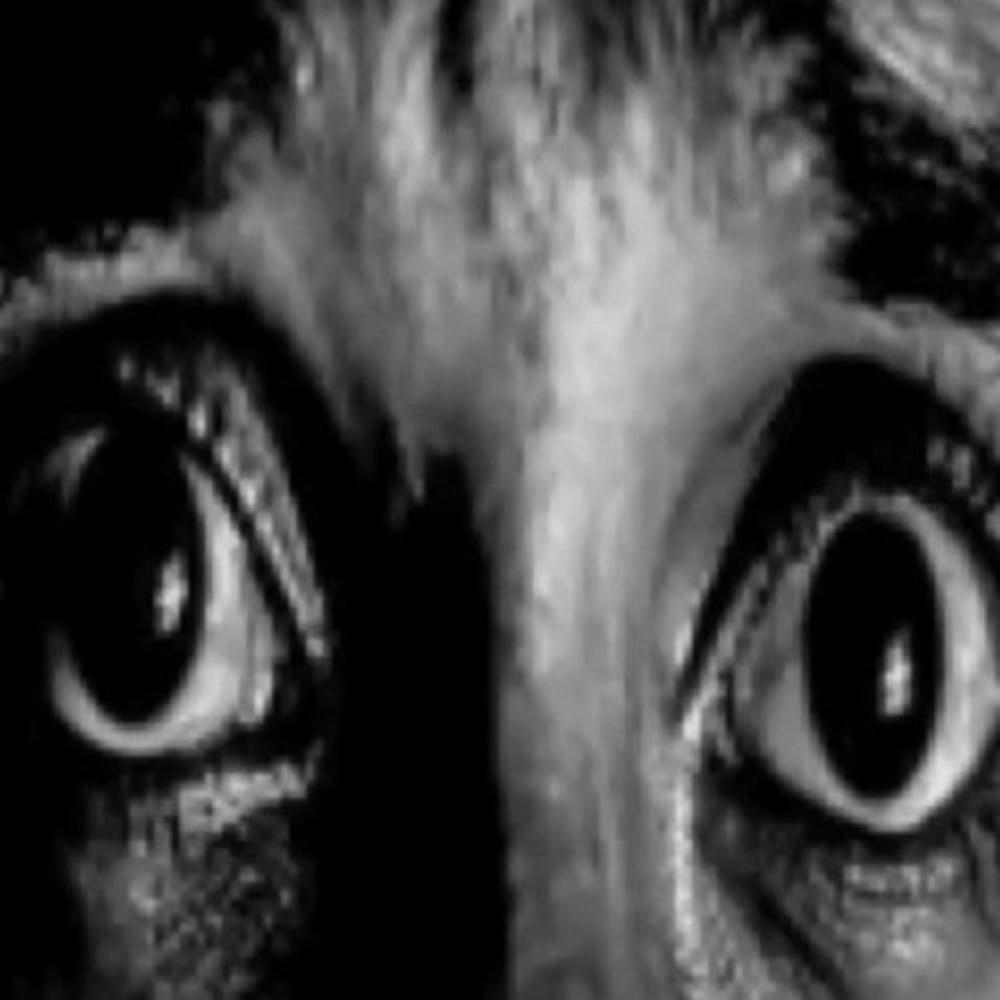 Schizophrenia (Explicit)