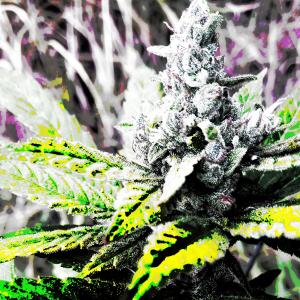 Listen to 420 song with lyrics from Decoder & Substance