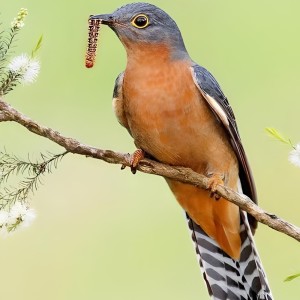 收聽Abub的Burung Kedasih (Remix)歌詞歌曲