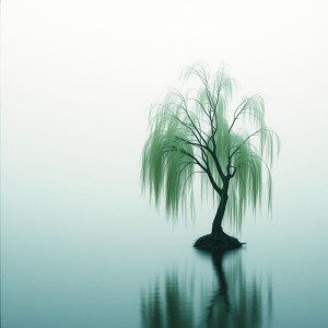 Listen to Tea Smoke and Willow Shadows song with lyrics from Christopher Ray