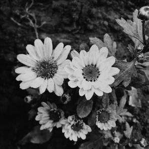 ดาวน์โหลดและฟังเพลง Liệu lúc anh buồn, em có bận tâm? (feat Mai) พร้อมเนื้อเพลงจาก #SSdaRealest