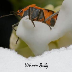 Dengarkan Much Spinster lagu dari Mido Lorne dengan lirik