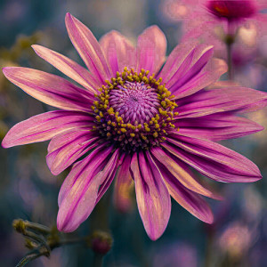 Album Restful Flower from Wind Of Nature