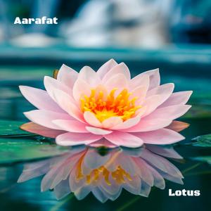 Aarafat的專輯Lotus (feat. No Games) (Explicit)