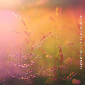 Listen to Settled song with lyrics from Bird Of Figment