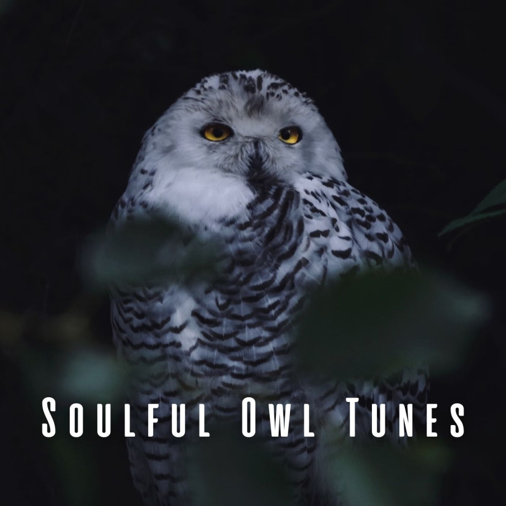 Owl's Twilight Harmony