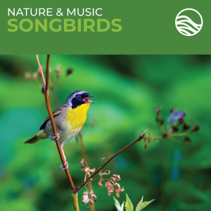 Nature & Music: Songbirds