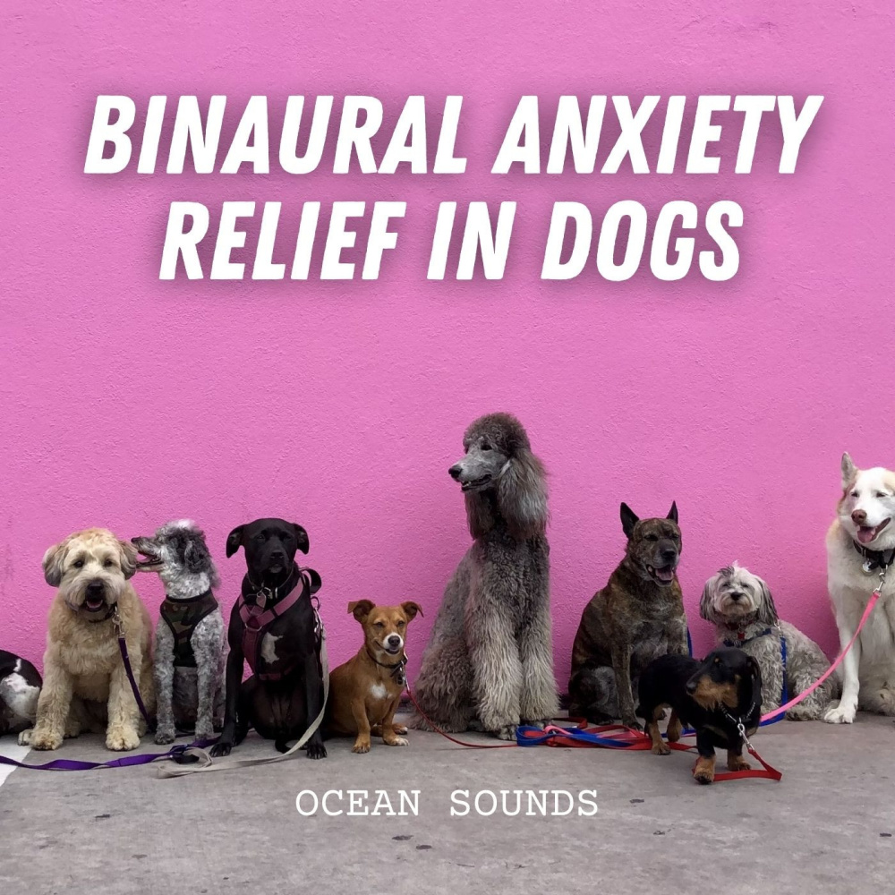 Serene Seaside Soundscapes