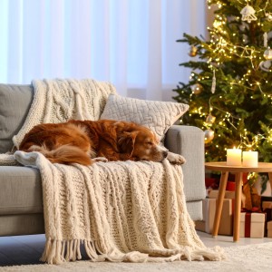 ดาวน์โหลดและฟังเพลง Mascotas Relajantes Lofi Armónico พร้อมเนื้อเพลงจาก Lo-Fi de calma eterna