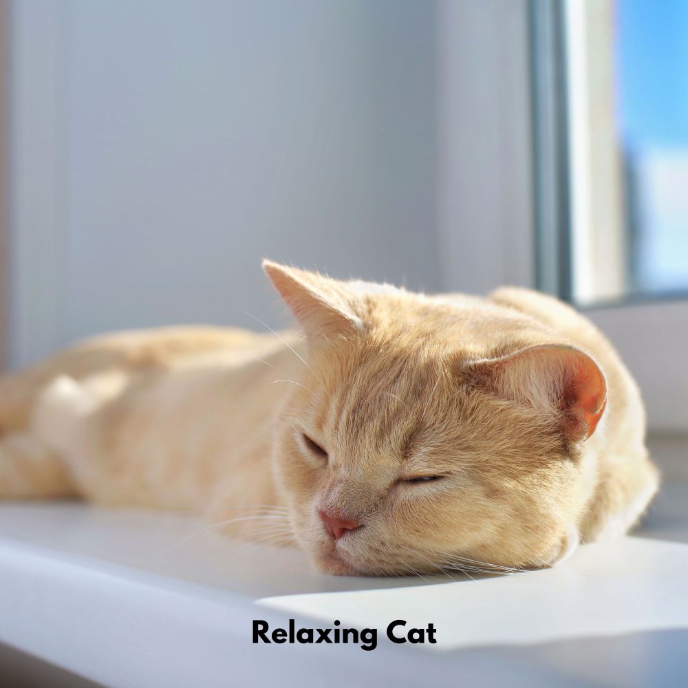 Pawful Tranquil Sounds