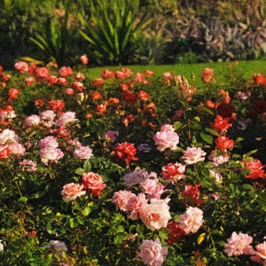 Brodi Banks的專輯1000 Rows of Roses