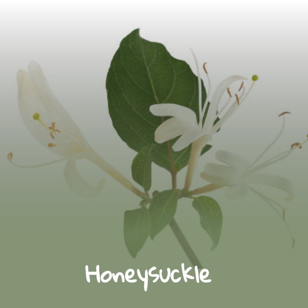Butterscotch