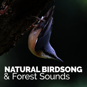 收聽Nature Sound Collection的Life in the Wilderness歌詞歌曲