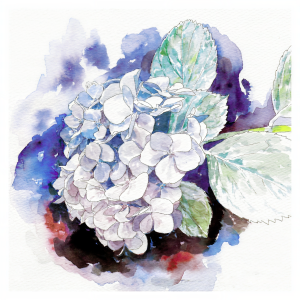 收聽眩暈SIREN的Ajisai歌詞歌曲