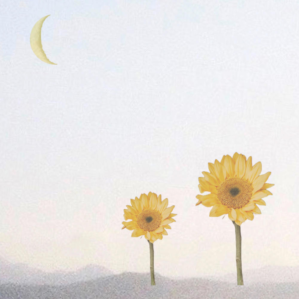 Sunny Night