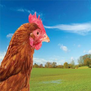 ดาวน์โหลดและฟังเพลง MOO! (Explicit) พร้อมเนื้อเพลงจาก Ikey Sayso