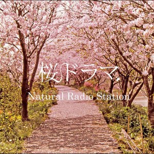 ดาวน์โหลดและฟังเพลง SAKURA DRAMA พร้อมเนื้อเพลงจาก Natural Radio Station