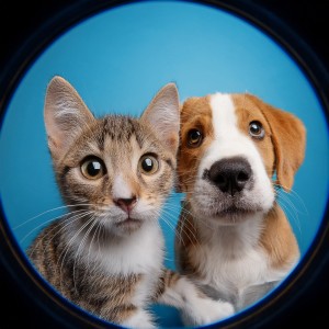 ดาวน์โหลดและฟังเพลง Música Relajante Para El Sueño De Los Perros พร้อมเนื้อเพลงจาก Paz en el alma animal