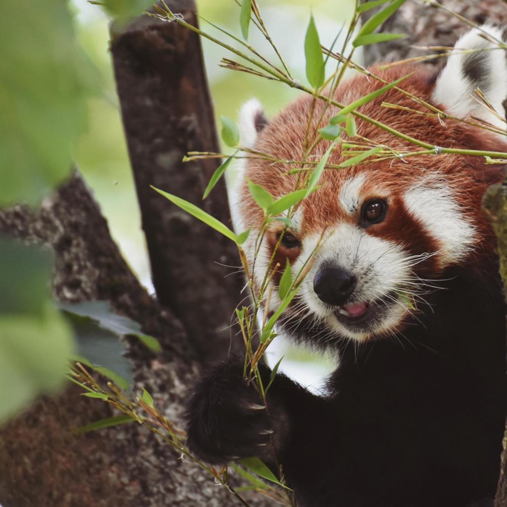 Red Panda