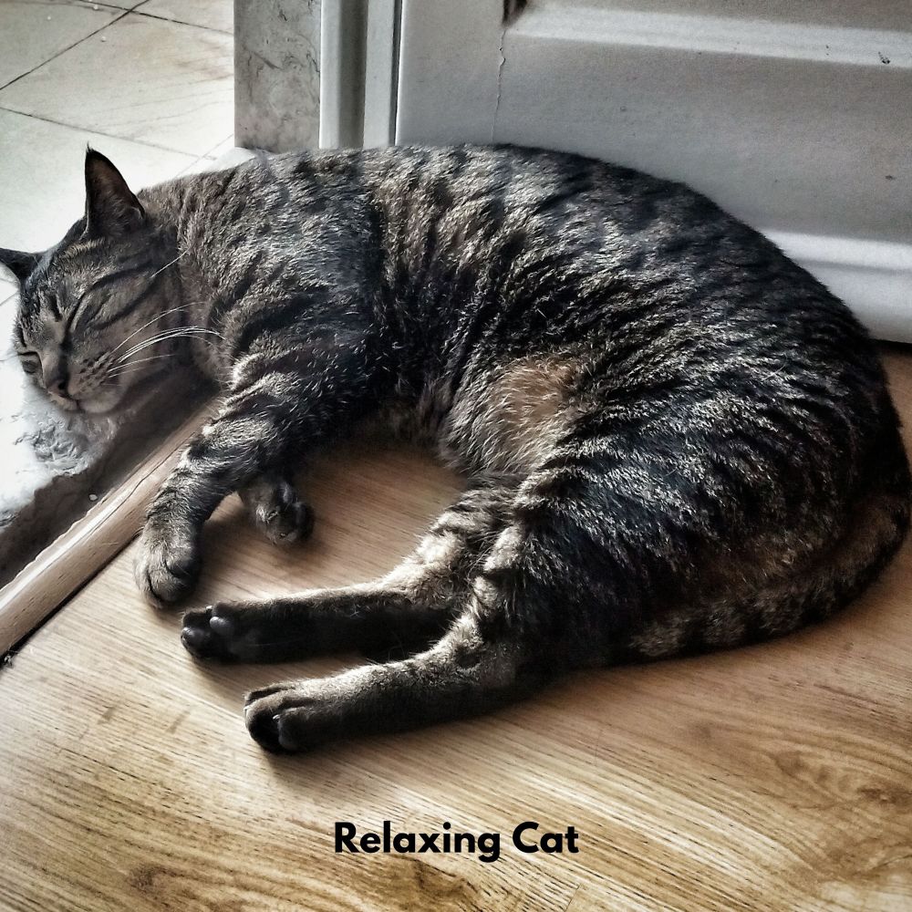 Gentle Paws Melodies