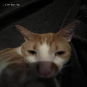 ดาวน์โหลดและฟังเพลง hazy evening พร้อมเนื้อเพลงจาก Calem Destiny