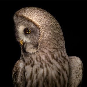 Listen to Relax song with lyrics from Relax Bird Sounds