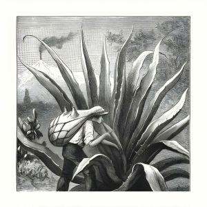 收聽Palmasur的cosecha viva歌詞歌曲