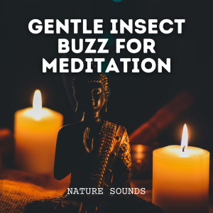 Album Nature Sounds: Gentle Insect Buzz for Meditation oleh Native American Meditations