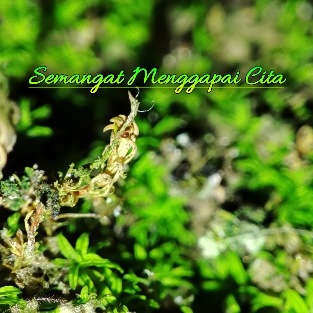 Semangat menggapai cita