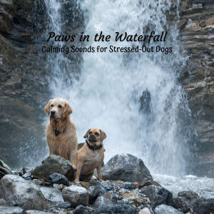 Puppy Music Therapy的专辑Paws in the Waterfall: Calming Sounds for Stressed-Out Dogs