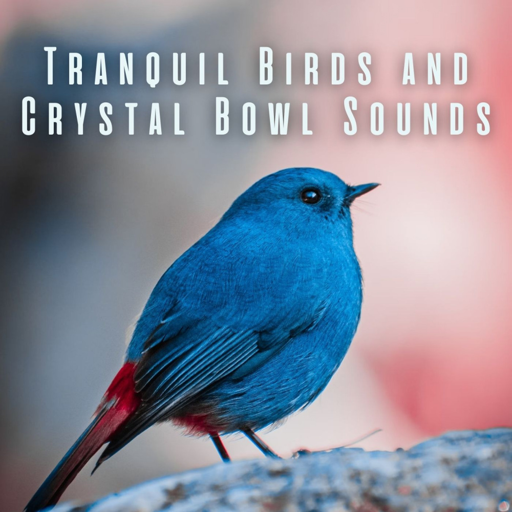 Chill Bird Sounds for Ambient Relaxation