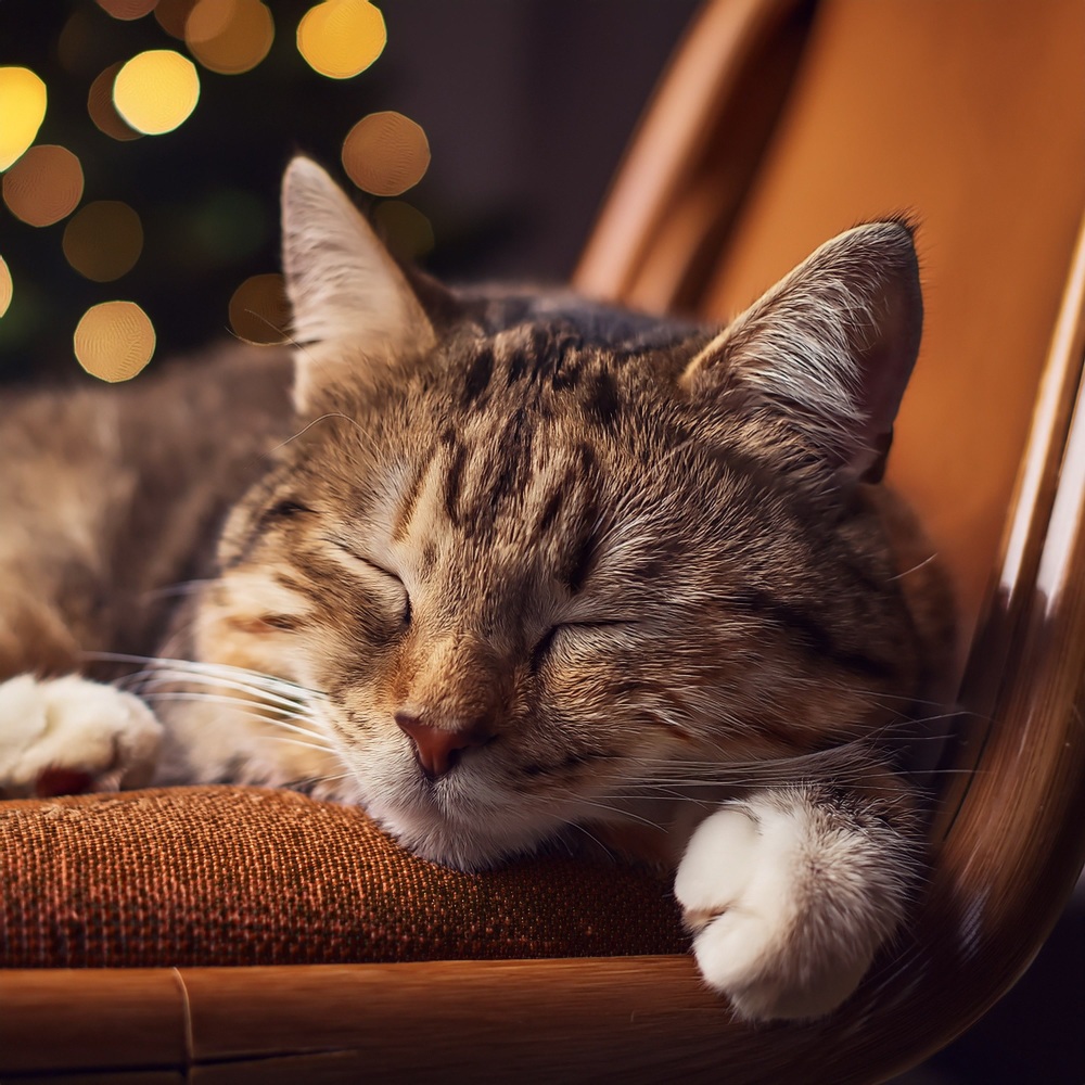 A Lap As Warm As Silence