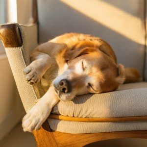 ดาวน์โหลดและฟังเพลง Cuerdas Para Perros Relajadas พร้อมเนื้อเพลงจาก Caminante de la naturaleza